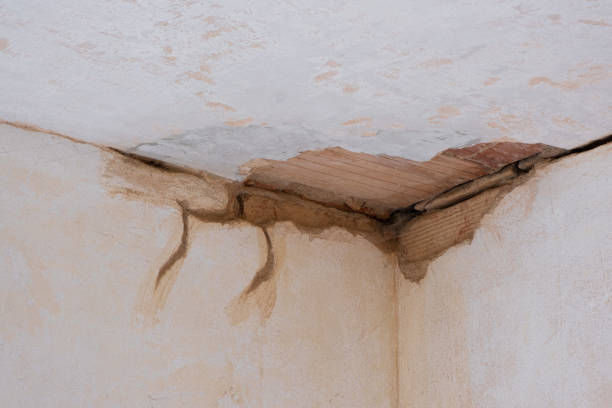 Best Mold removal after water damage  in Plainview, NY